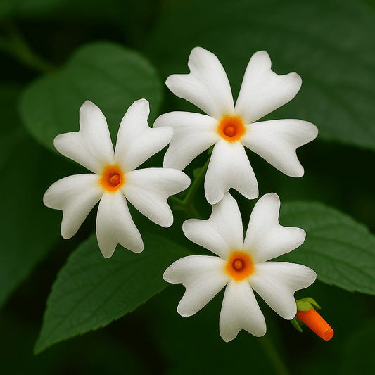 Parijatha Flower | Mila Rose Flower
