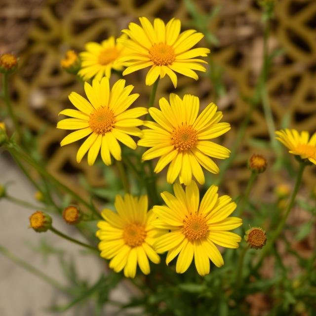 Yellow Flowers | Mila Rose Flower